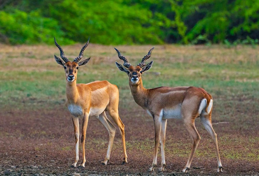 Point Calimere Wildlife Sanctuary Block-A &amp; Block-B
